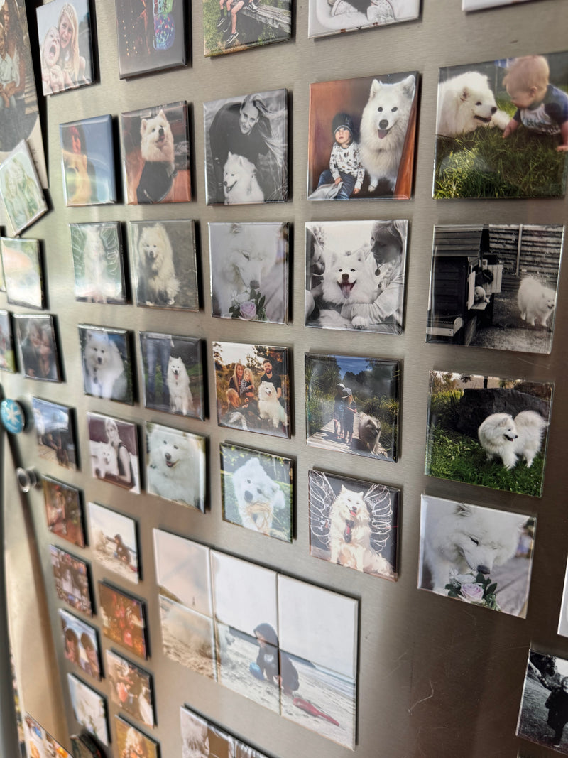 Selection of pet portraits magnet's 