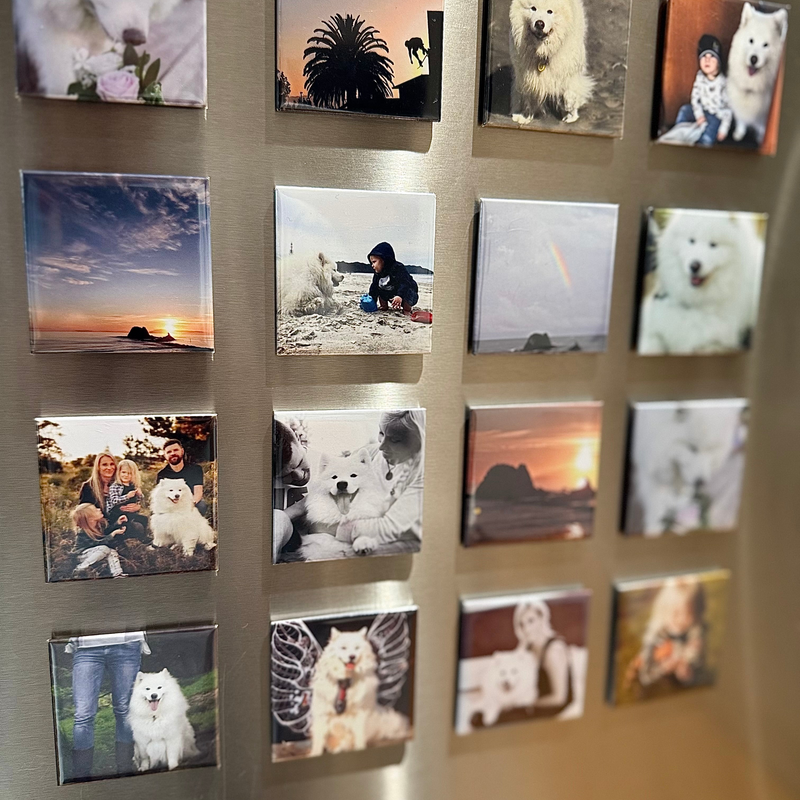 white dog selection on photo magnets